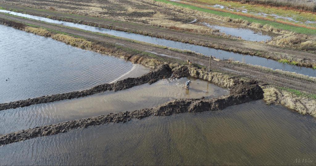 Harnessing Rice Fields to Save California’s Endangered Salmon