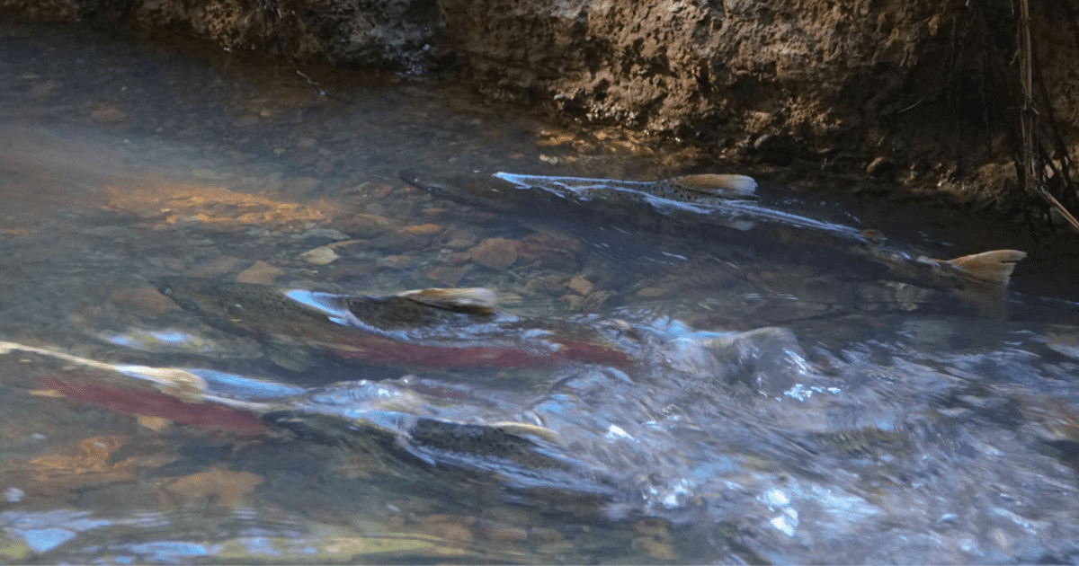 What Do Winter Storms Mean For Fish?