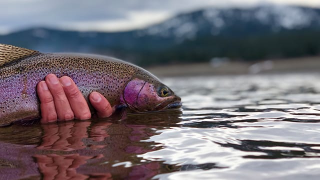 mtwh-wild-trout-Truckee-River-Kevin-Toumajian