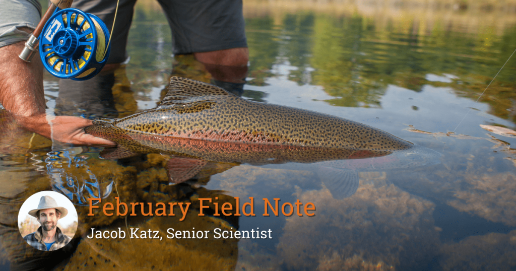 Field Note: If You Look Deep Into the Eyes of a Fish, It Will Tell You Its Life Story