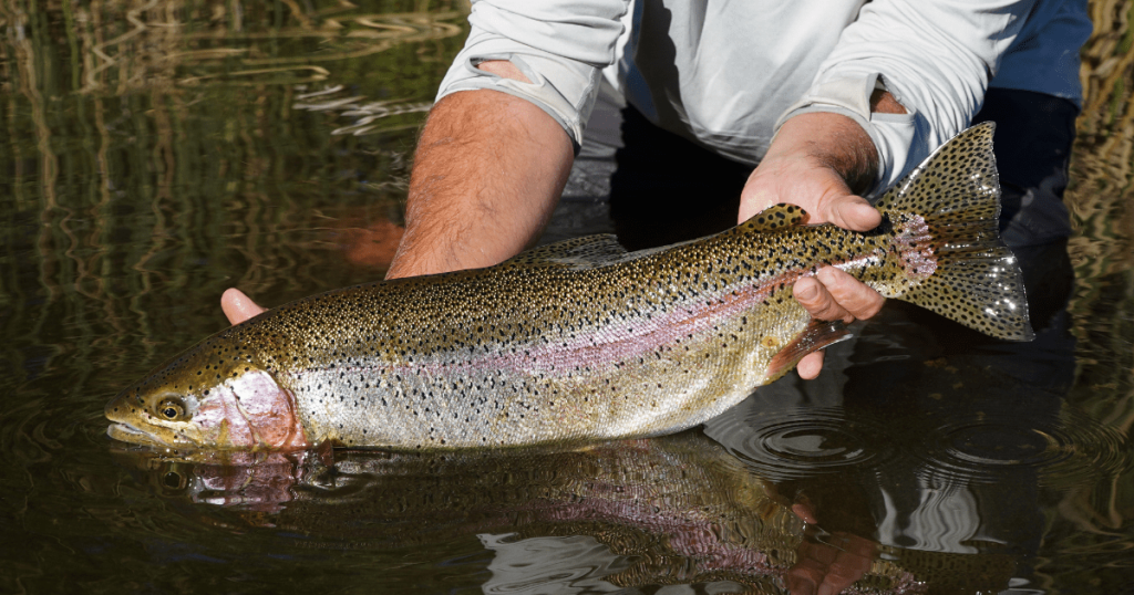 Trout Clout: Highlights and Takeaways From New CDFW Regulations