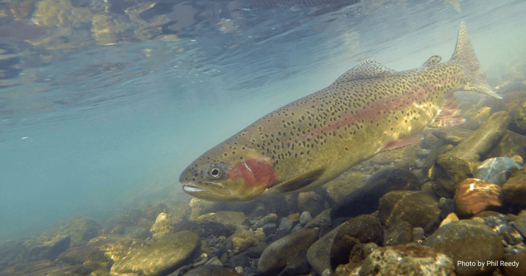 Saving Fish from Extinction