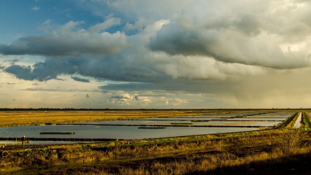 Innovative Management for Central Valley Native Fish