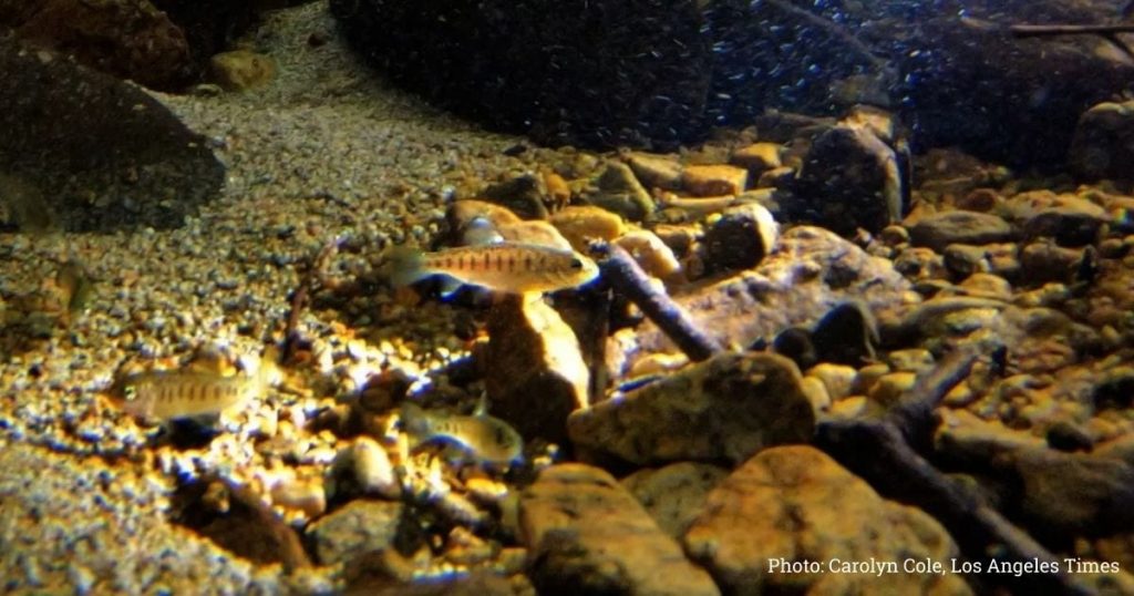 Native Trout Resiliency in Southern California