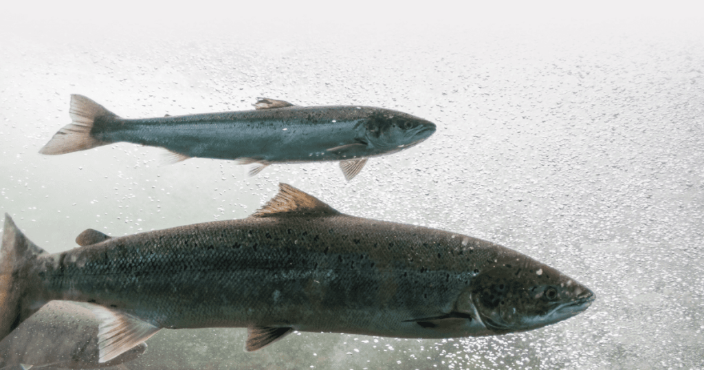 Poor Klamath River Conditions Unable to Support Young Salmon