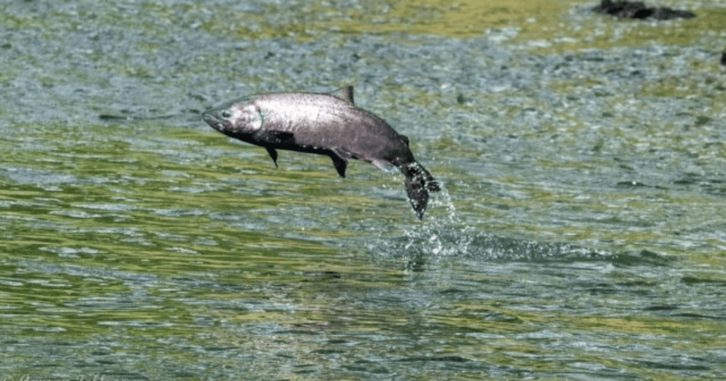 Field Notes: CalTrout’s Legislative Efforts to Save Native Fish