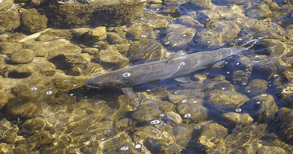 Help Save South Bay Steelhead and Salmon