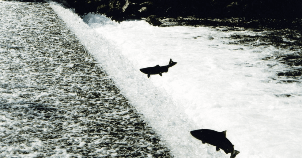 A Victory for Clean Water