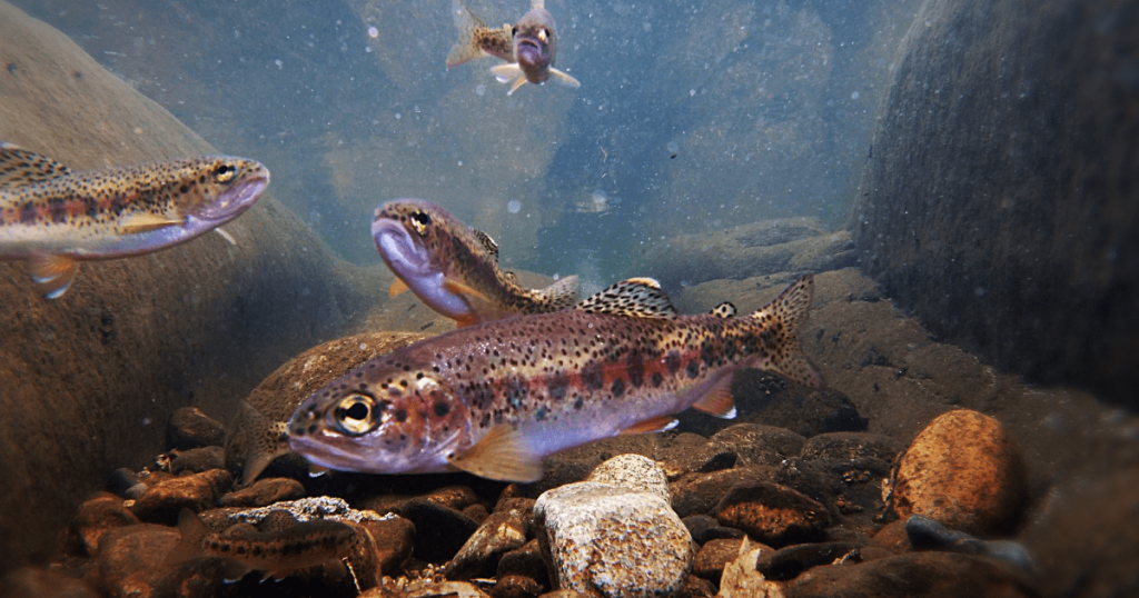Volunteers Needed for Trout in the Classroom
