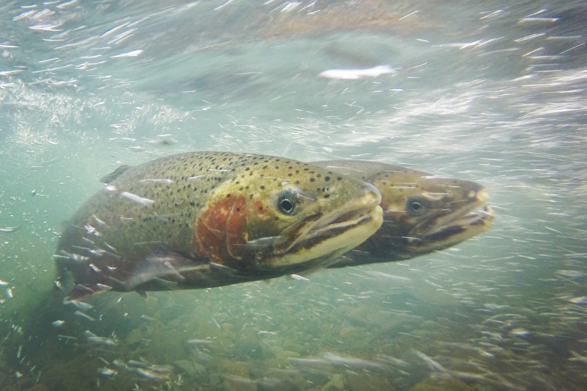 Steelhead Report Card | California Trout