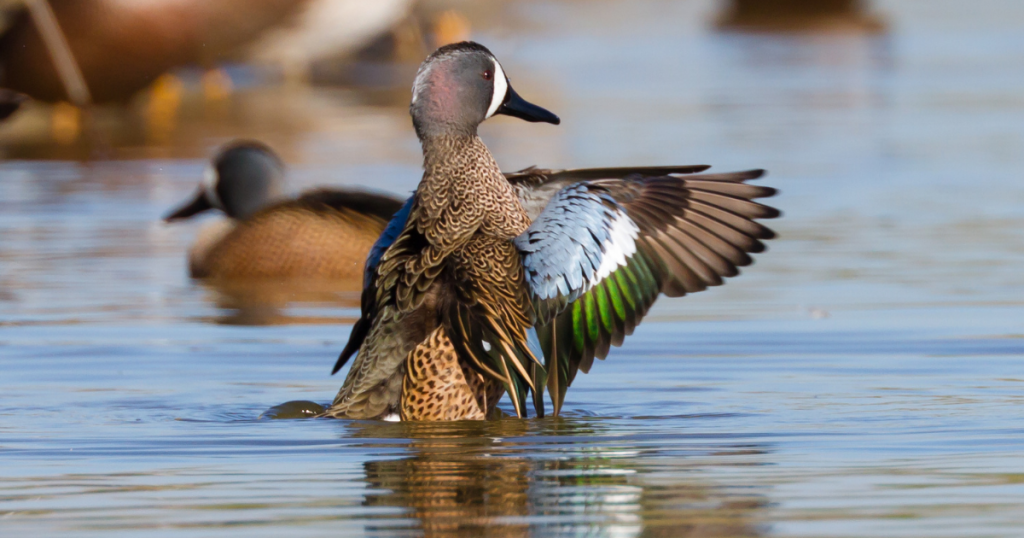 Fins and Feathers Together