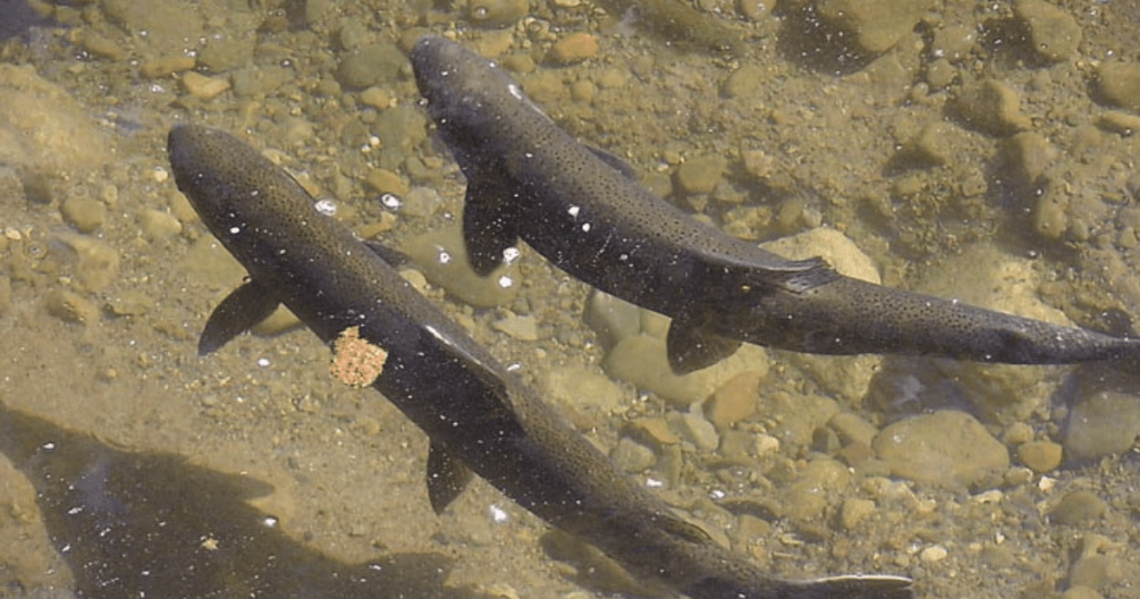 Action Alert! Support Southern California Steelhead Protection