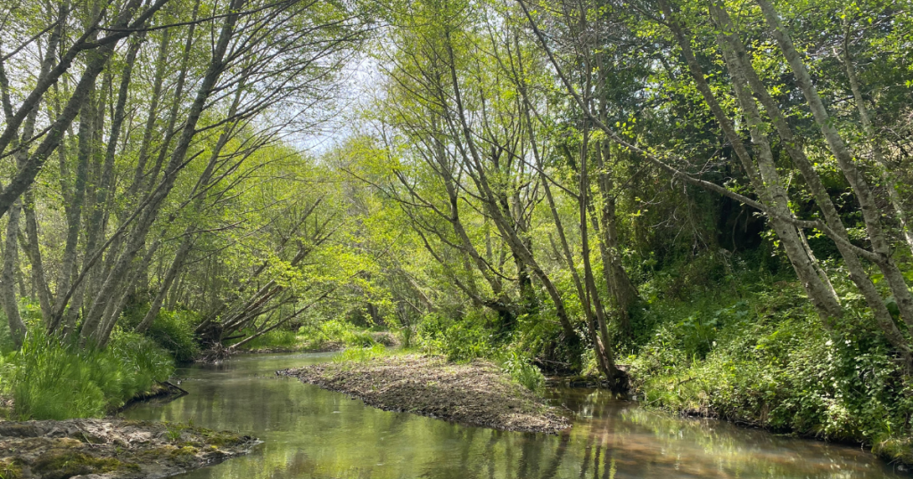 Field Note: Walker Creek Live Stream Outing