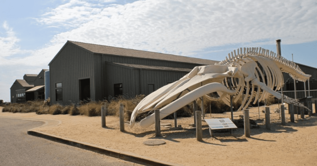 World Fish Migration Day at the Seymour Center