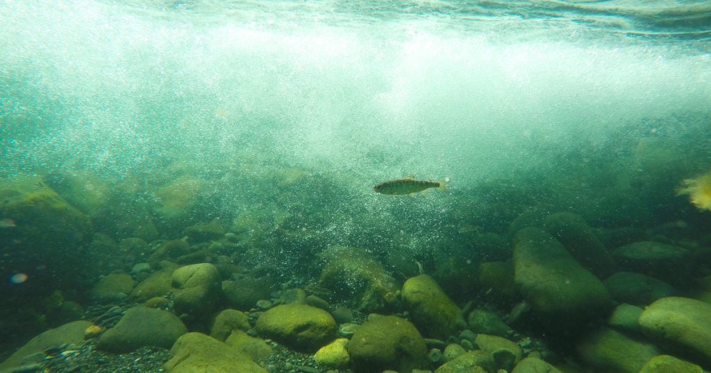 New Actions for Recovery of Endangered Winter-Run Chinook Salmon