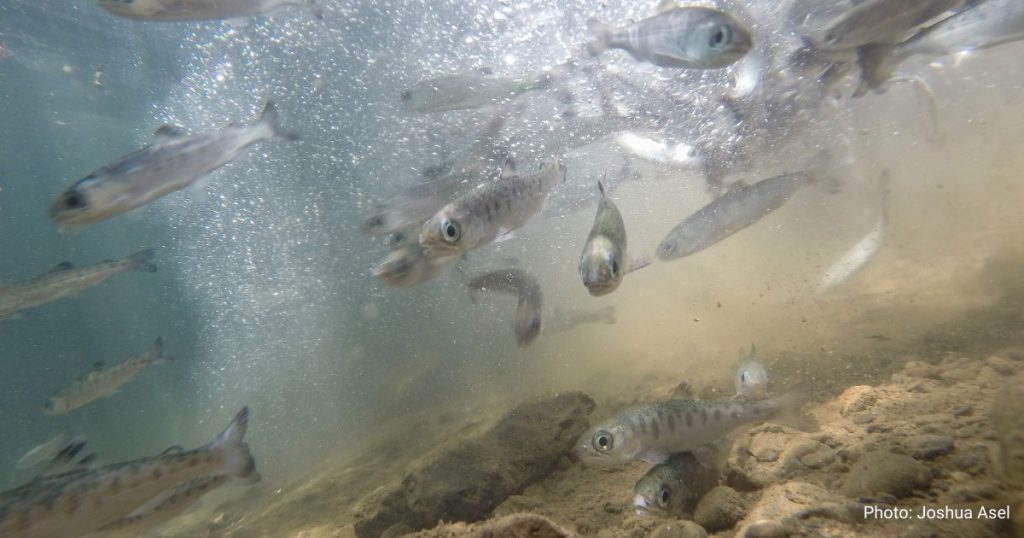 Say Hello to New CalTrout Staff!