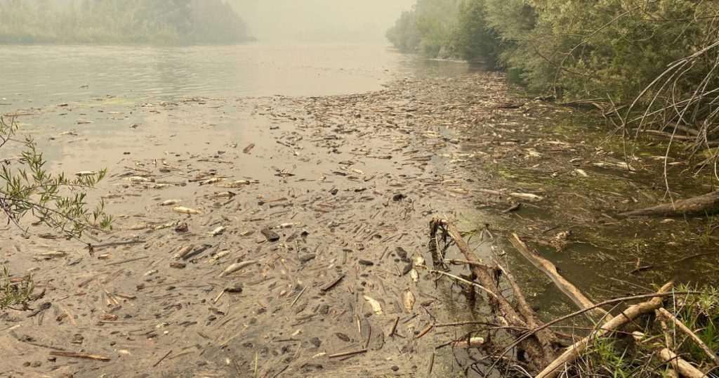 Fire and Debris Slide Lead to Fish Kills on Klamath River