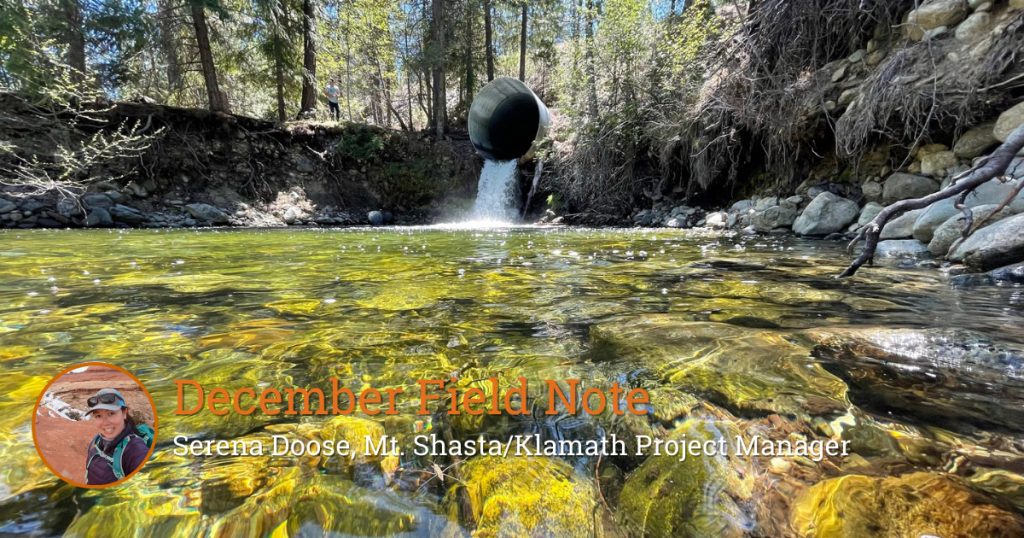 Field Note: Snorkeling Big Mill Creek for Signs of Salmon