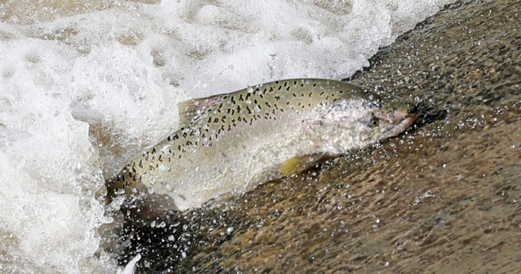 Salmon Return to Alameda Creek