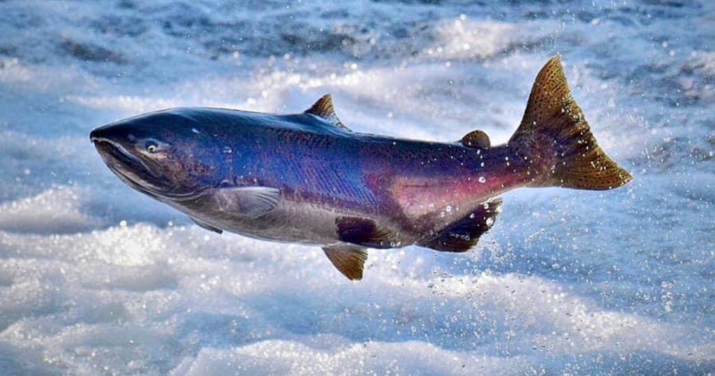 CalTrout and Agencies Work to Help Endangered Winter-run Chinook Salmon
