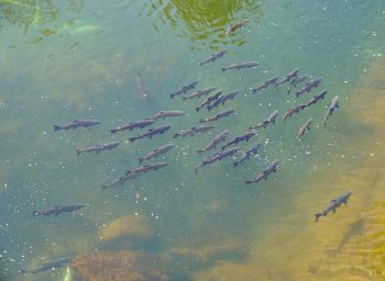 Butte-Salmon-by-Mike-Wier-resized