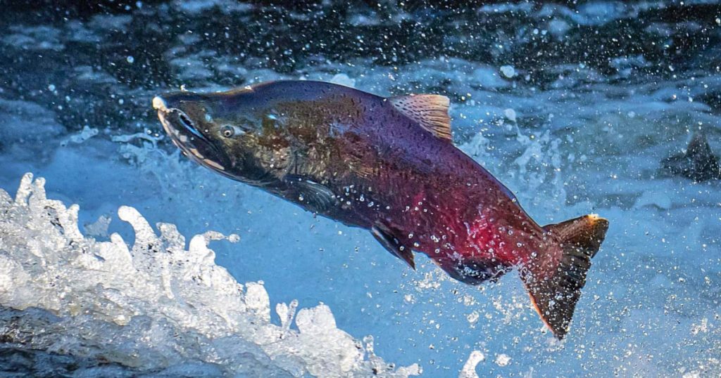 California Salmon Ocean Fishing Season Cancelled to Help Fish Recover