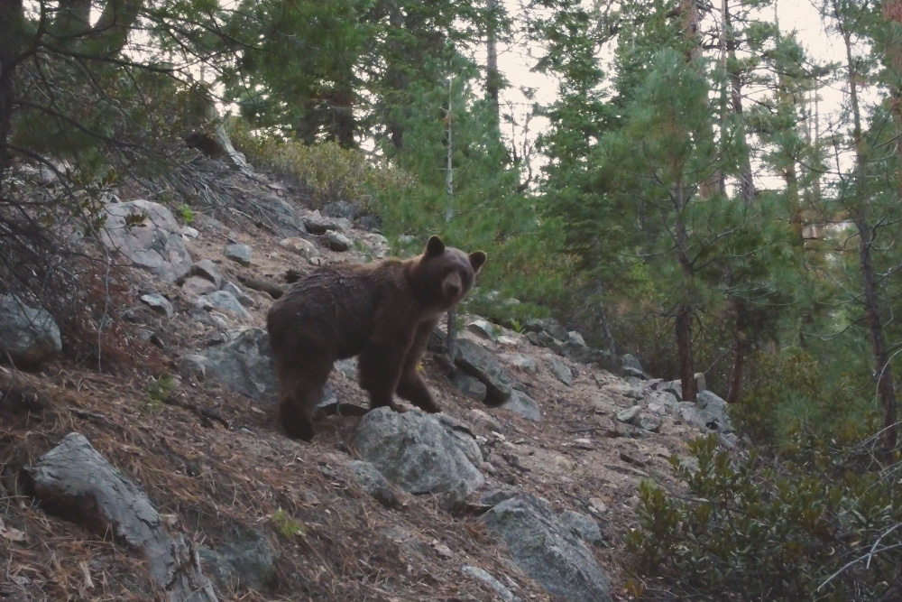 A black bear along the banks of Golden Trout Creek.