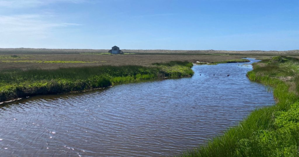 Collaborative Efforts to Restore the Eel River Estuary