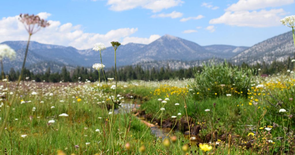 Episode 2: Nature-Based Solutions, with Felicia Marcus