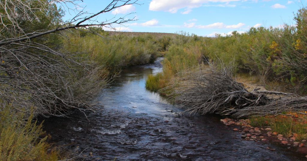 First Fisheries Monitoring Report Completed Under Mono Basin Water Agreement