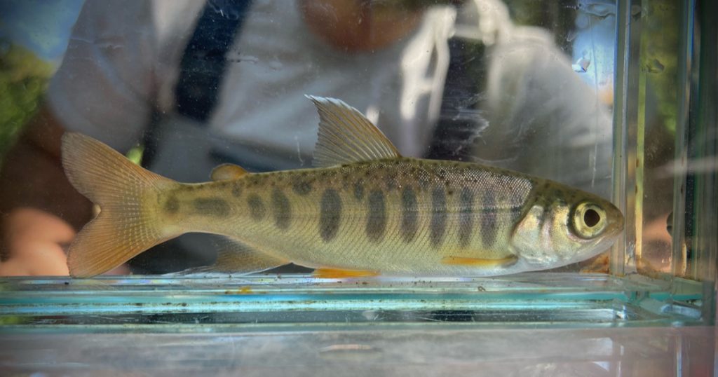 CalTrout and Partners Applaud Governor Newsom for Signing AB 809 Into Law