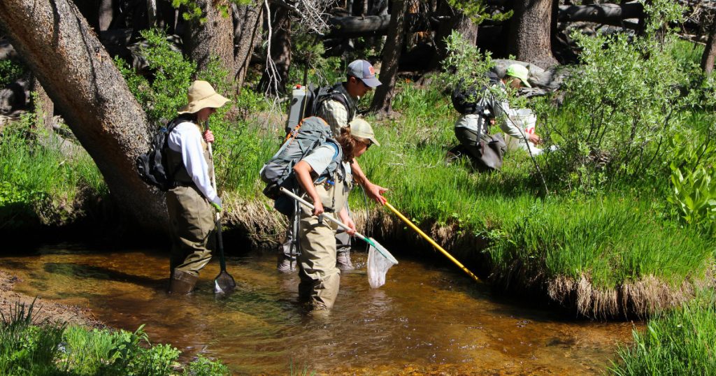 Threatened Lahontan Cutthroat Trout Receive Help in the Walker Basin