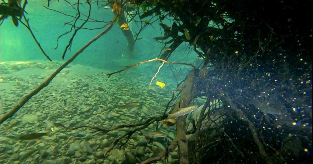 Juvenile Coho Salmon Observed Above Former Dam Site on Cedar Creek, Tributary to South Fork Eel River