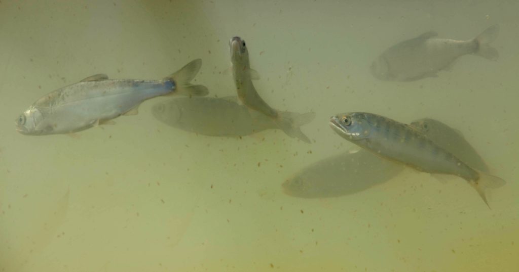 Fish Food Program Expands to Public Enrollment with Reverse Auction