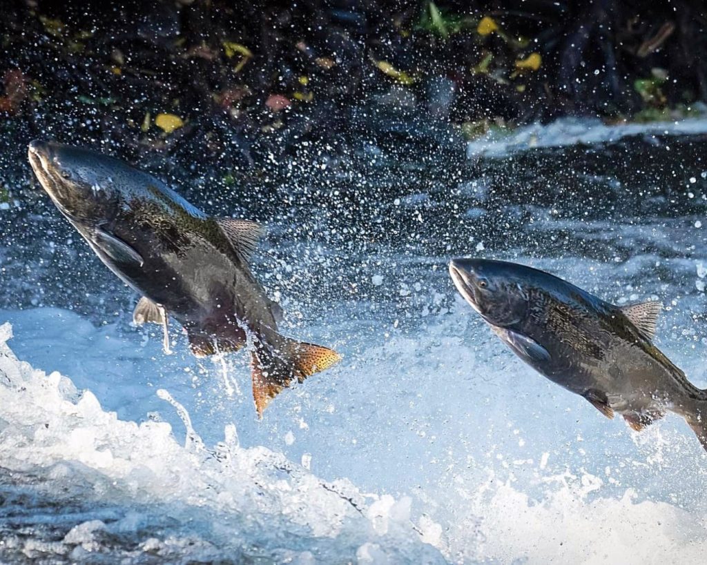California Trout Launches State of the Salmonids III, a Once-a-Decade Scientific Assessment to Guide the Future of California’s Rivers