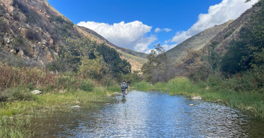 San Mateo Creek Could Provide Another Opportunity for Southern Steelhead to Rebound