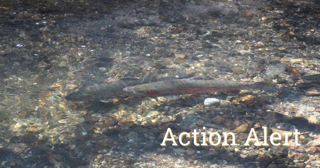 Action Alert: Protect Piru Creek Habitat for Endangered Southern Steelhead