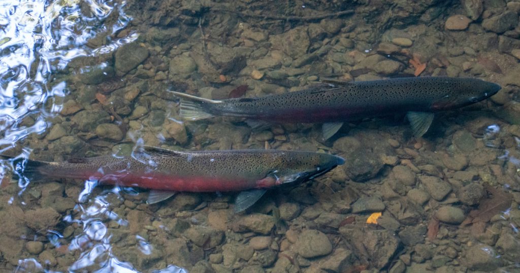 CalTrout and Partners Support Governor Newsom’s California Salmon Strategy
