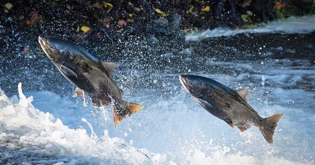 CalTrout Executive Director Weighs in on “Saving Salmon” with State Officials and Partners