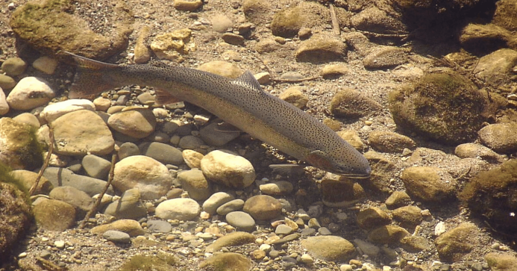 Southern Steelhead Listed as Endangered under California’s Endangered Species Act