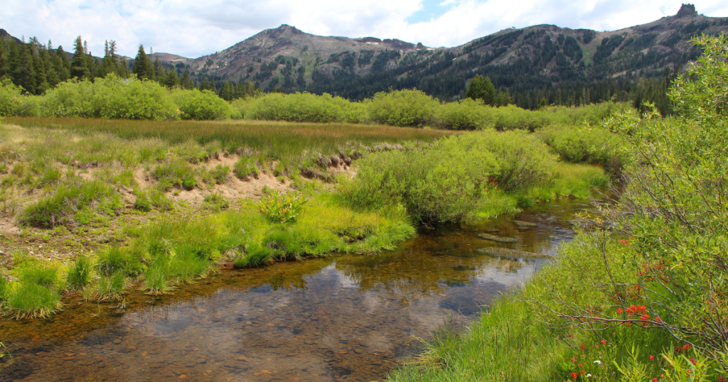 Restoration Redefined: Meadow Recovery and Climate Action Join Forces in the Sierra Nevada Glass Mountains