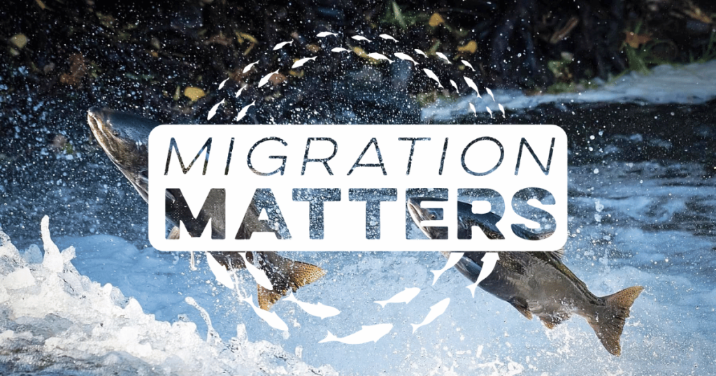 Why Migration Matters