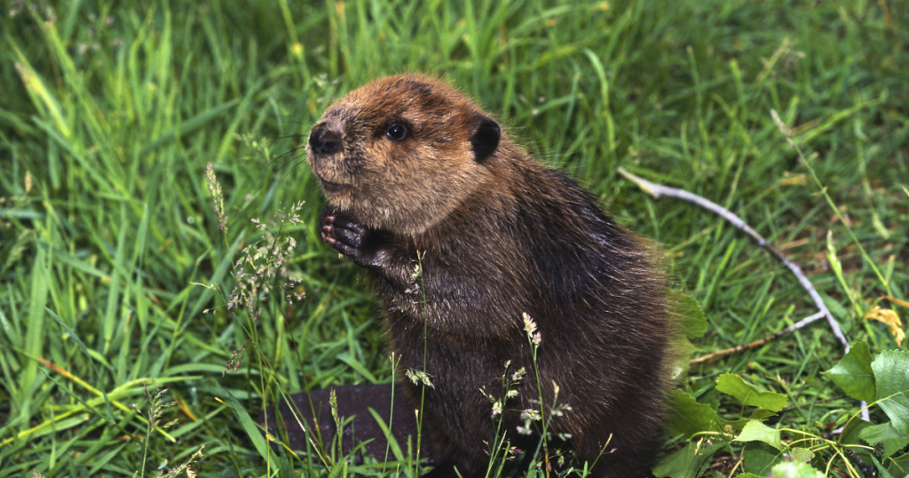 Nature’s Engineers: Milestone for Beaver Restoration Will Improve California’s Watersheds
