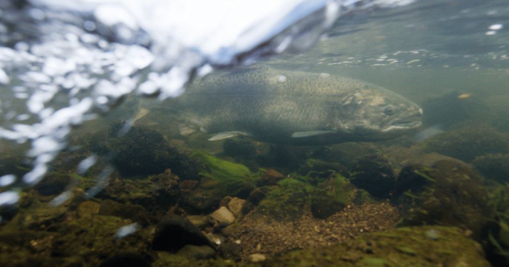 Klamath River Salmon & Steelhead Monitoring Program