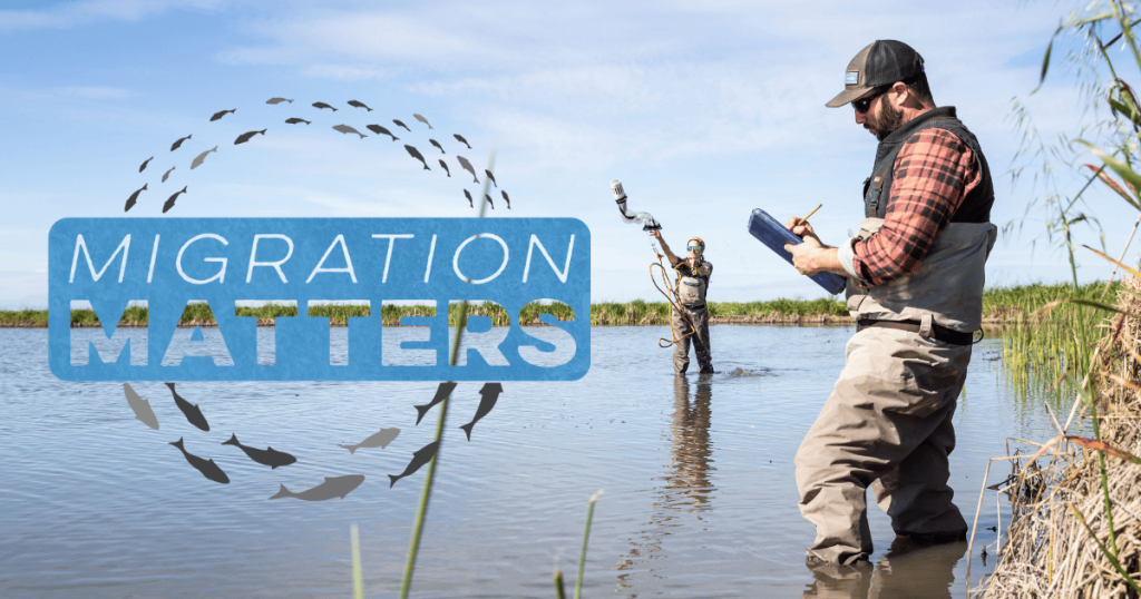 Migration Matters: Monitoring Fish Migration Across the State
