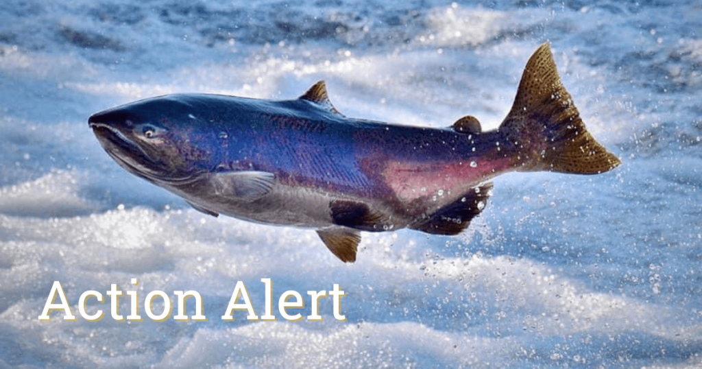 Action Alert: Help us catch Bay Area migratory fish… on camera!