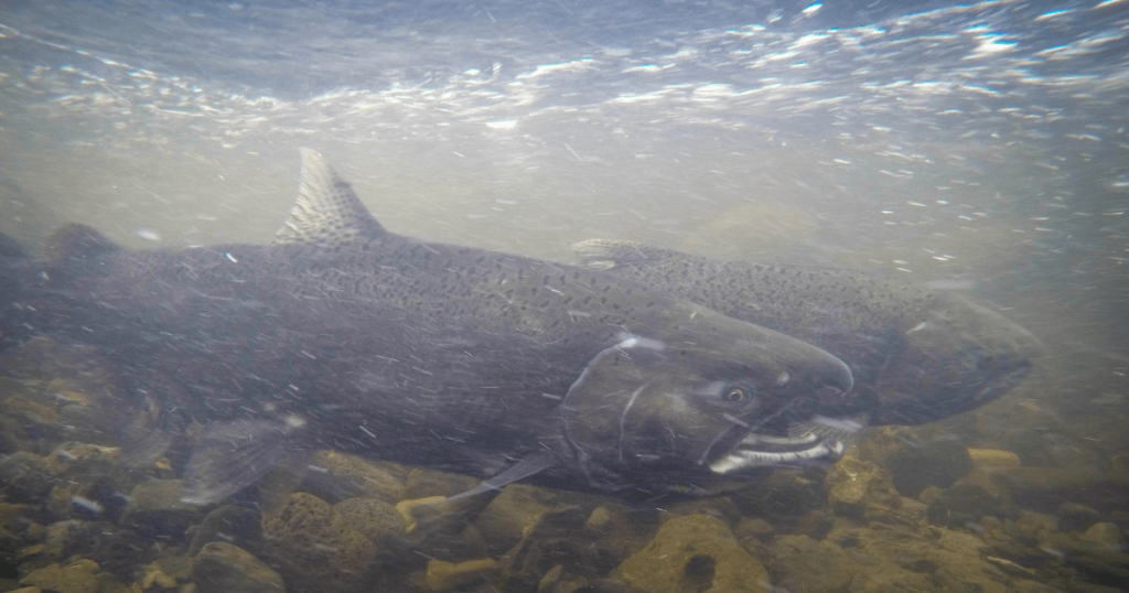 The Numbers are in: Thousands of Salmon Return Home to the Klamath