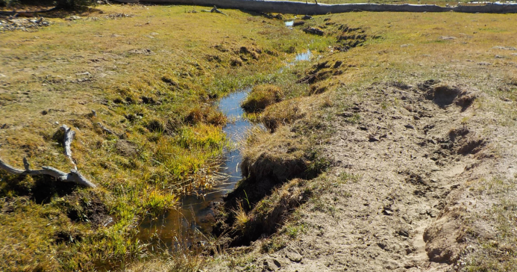 California Department of Fish and Wildlife Awards $1.8 Million Grant to California Trout for Sierra Nevada Meadow, Forest, and Watershed Restoration