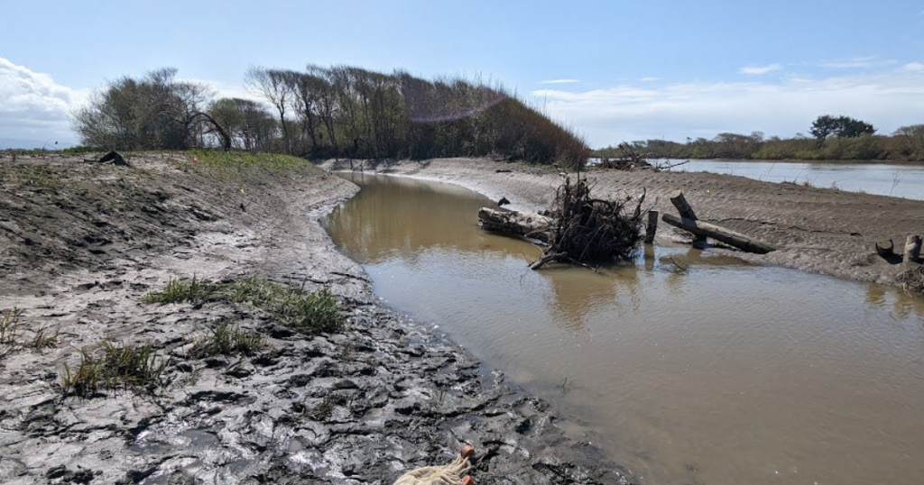 Monitoring Confirms Baduwa’t Estuary (Mad River) Restoration Project Succeeds in Creating Critical Habitat for Threatened Species