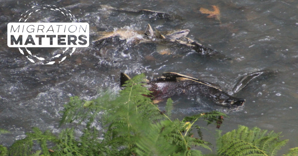 The Bay Area is Swimming with Salmon & Steelhead!